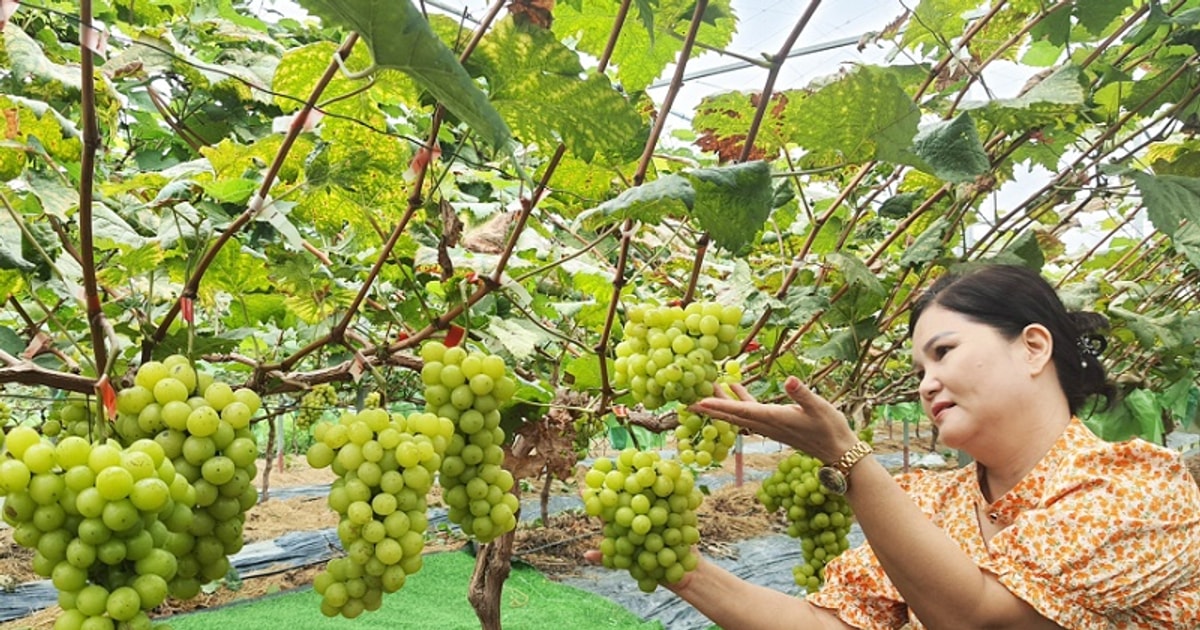 Quảng Ninh: Đầu tư 112 tỷ đồng/năm cho phát triển lâm nghiệp bền vững 2 Quảng Ninh: Đầu tư 112 tỷ đồng/năm cho phát triển lâm nghiệp bền vững
