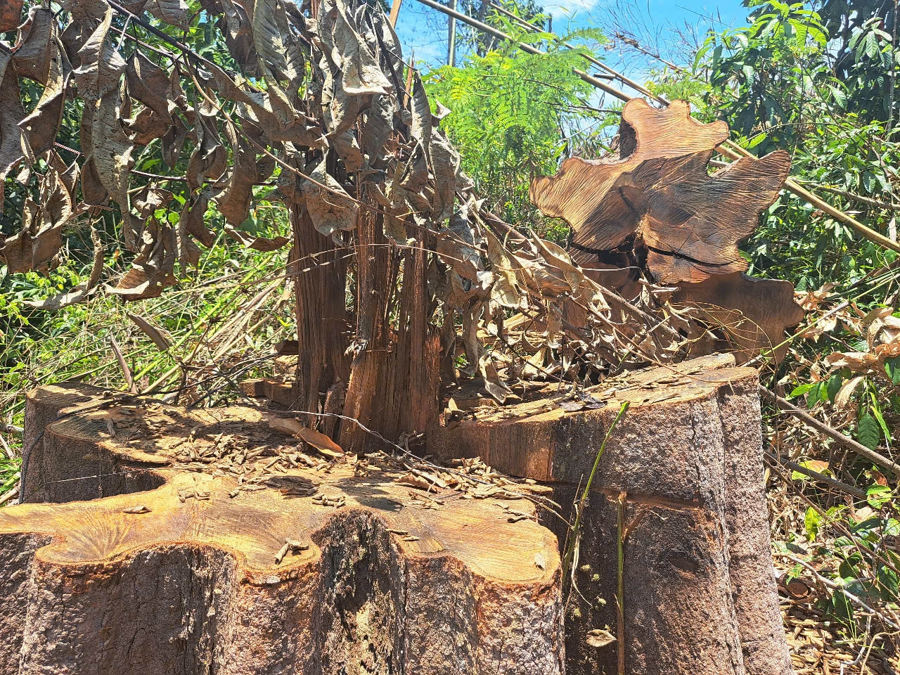 Khai Giảng Lớp Đào Tạo Nghề Luật Sư Khóa 27 Tại Quảng Ninh